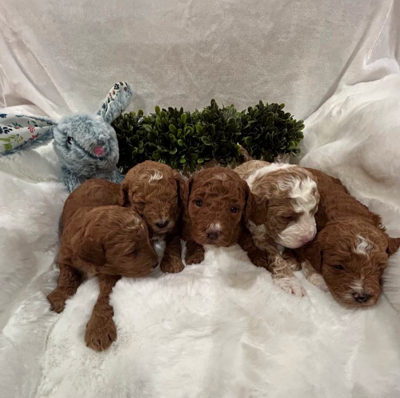 Lady's five boy Goldendoodle puppies at 21 days old, deep red and red tuxedo coats