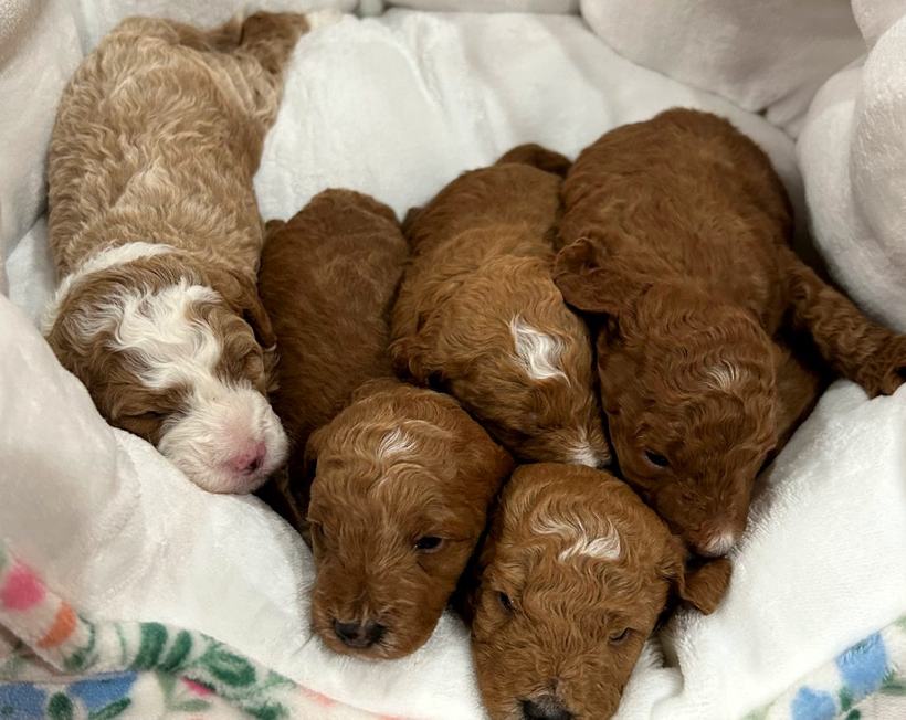 Lady's five boy Goldendoodle puppies asleep together in a floral puppy bed