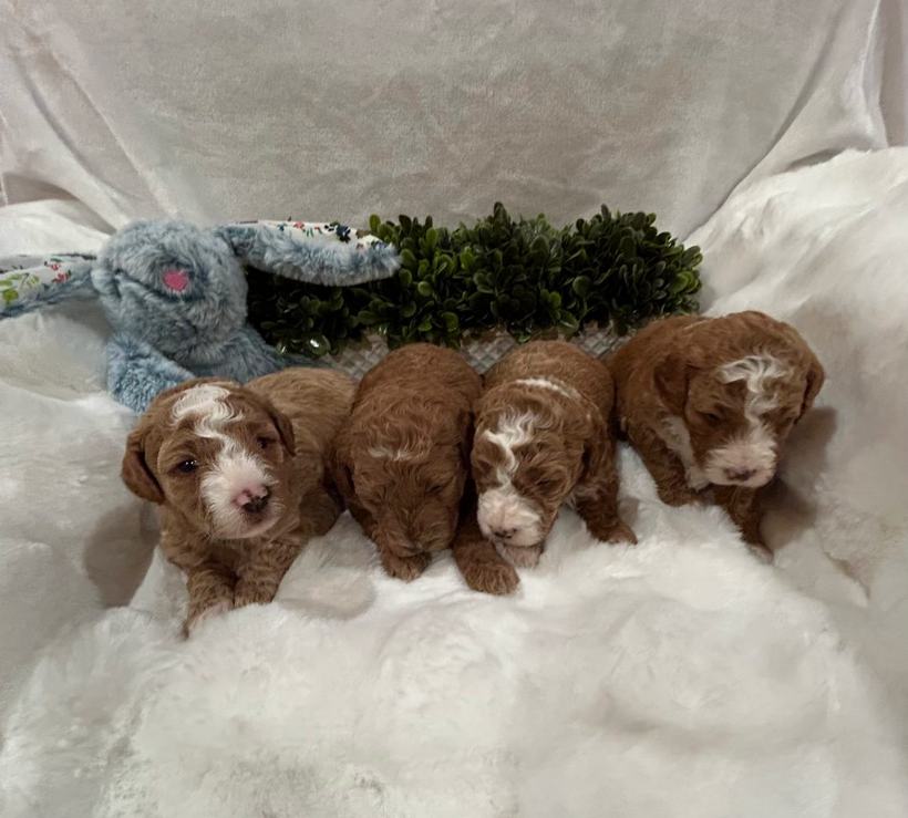 Lady's four girl Goldendoodle puppies at 21 days old, red with white blazes and markings