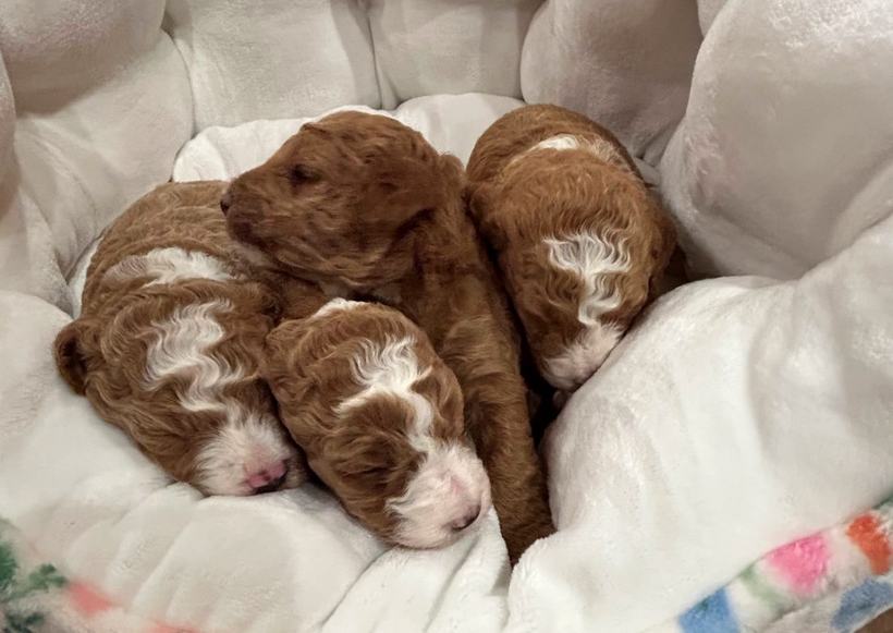 Lady's four girl Goldendoodle puppies asleep together in a floral puppy bed