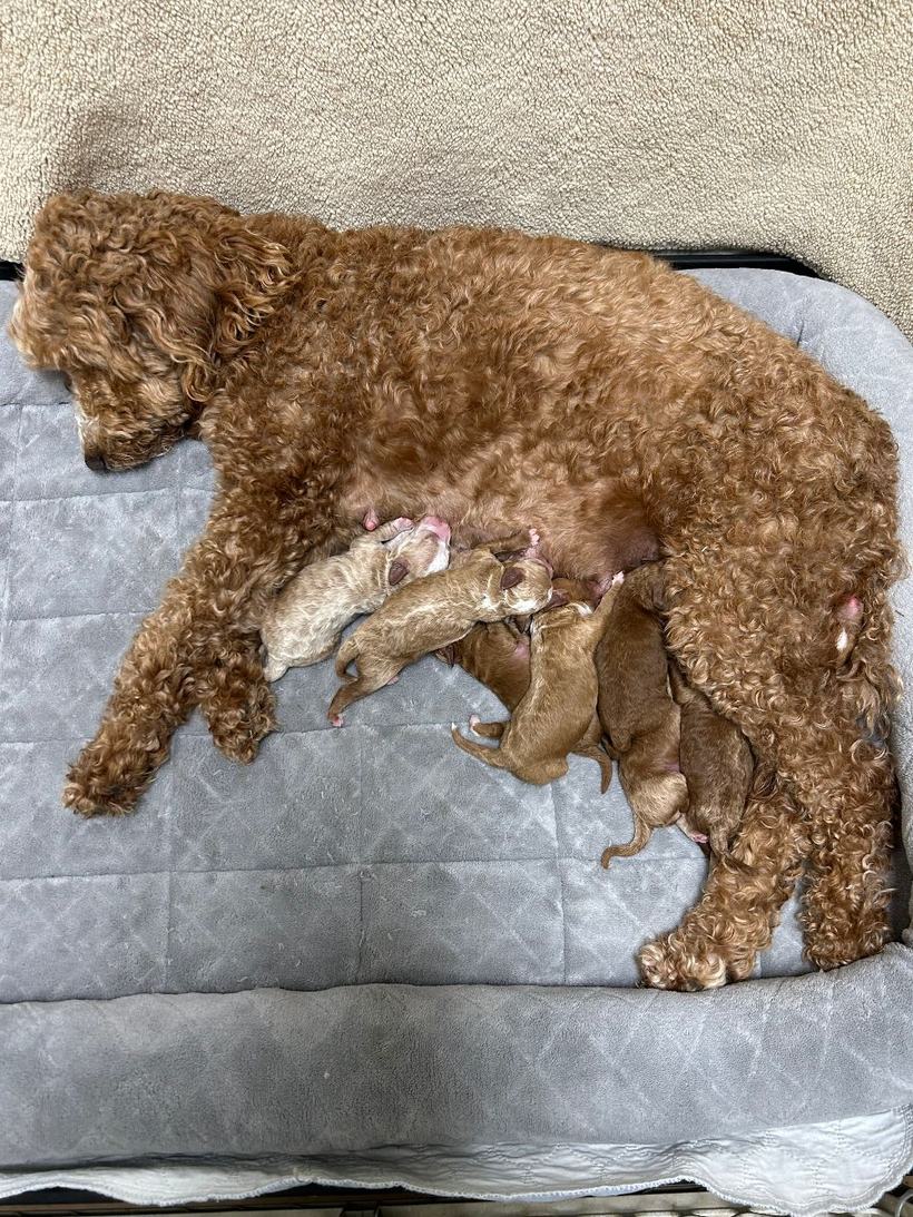 Lady nursing her newborn red and frosted tuxedo Goldendoodle puppies, born August 26, 2026