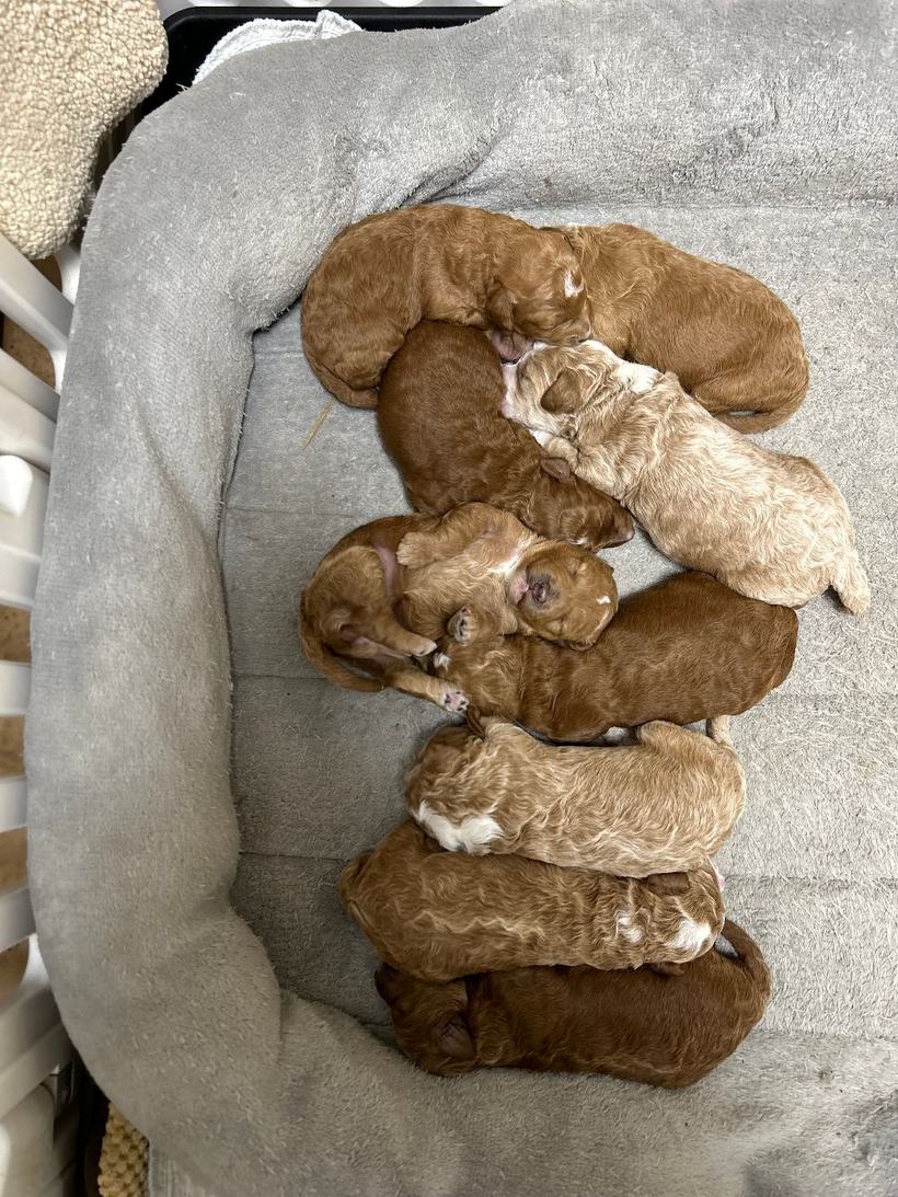 Lady's nine newborn Goldendoodle puppies curled up asleep together in their bed