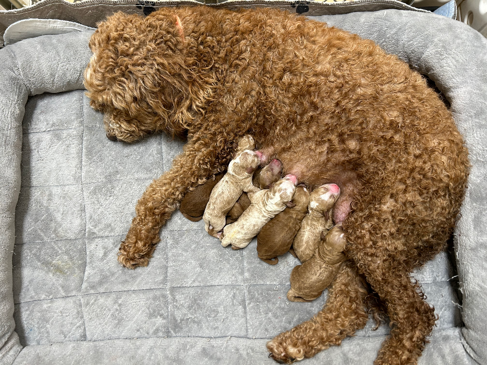 Lady nursing her newborn red and frosted tuxedo Goldendoodle puppies, born August 26, 2026