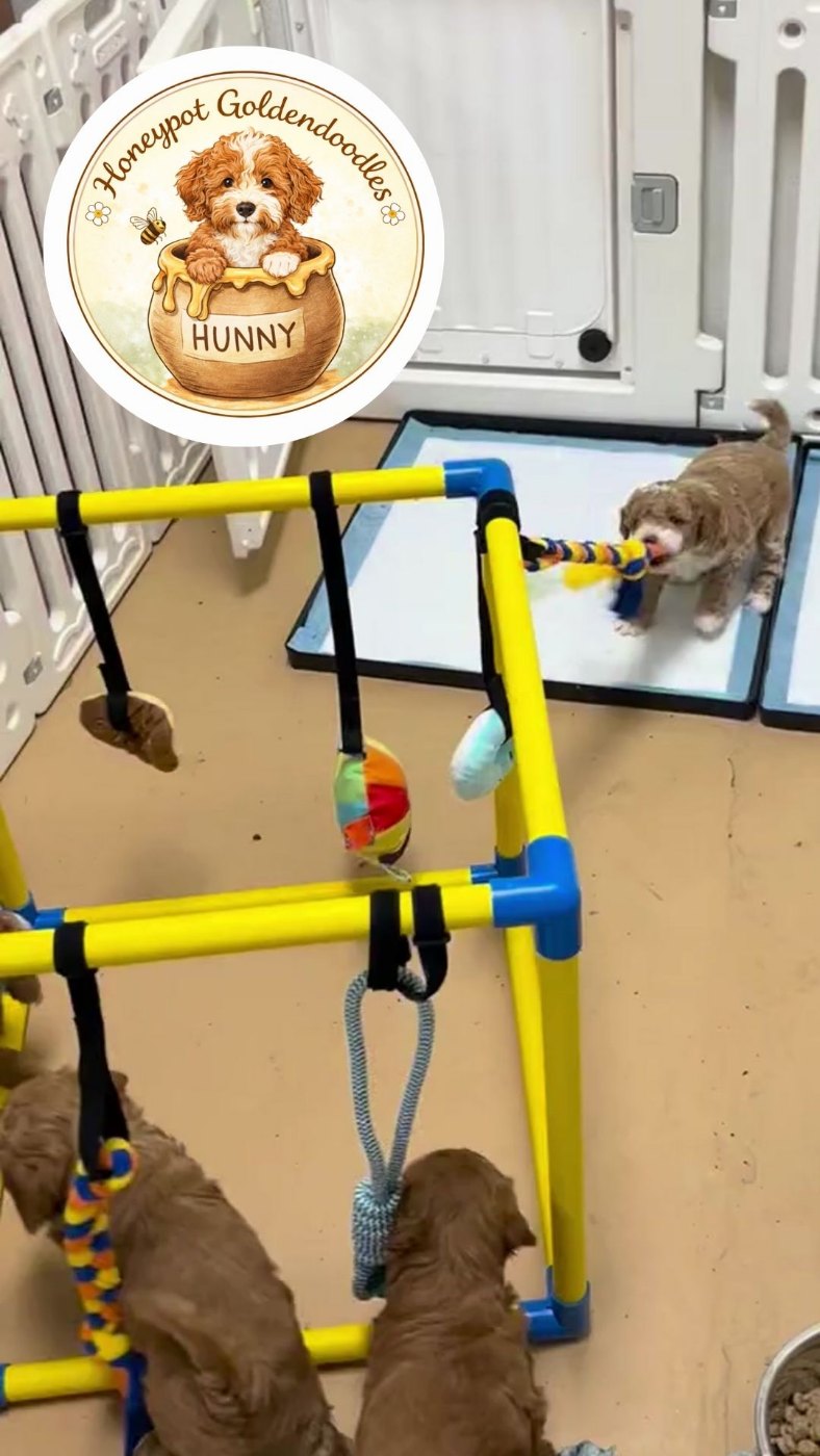 Goldendoodle puppies playing with enrichment toys in the Honeypot nursery