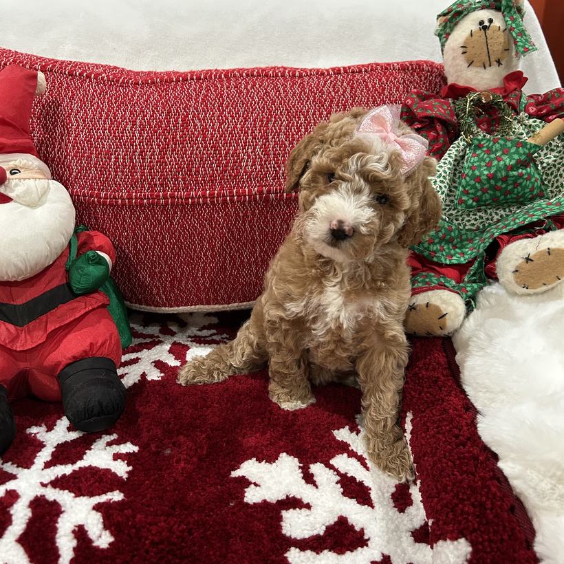 April, a petite frosted red tuxedo Goldendoodle puppy girl with a wavy to loose curly coat and a pink bow, from Lady and Koda's litter, sitting on a red snowflake rug beside a stuffed Santa