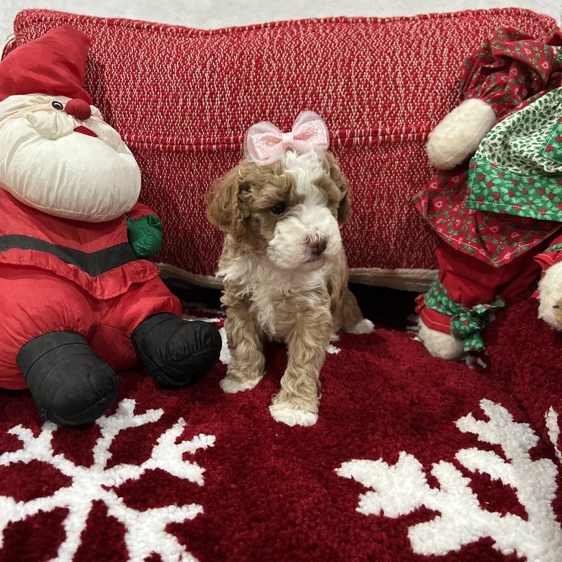 Babydoll, a very petite frosted red tuxedo Goldendoodle puppy girl with a curly coat and a pink bow, from Brandi and Koda's litter, sitting on a red snowflake rug beside a stuffed Santa