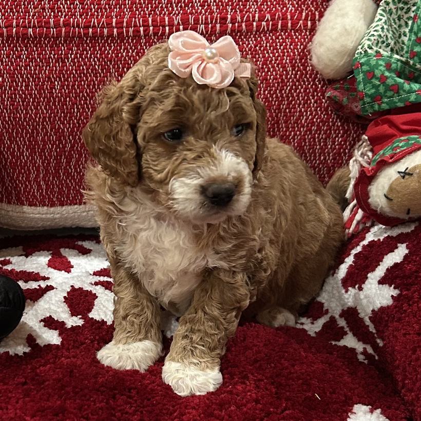 Beauty, a tan abstract tuxedo curly coat Goldendoodle puppy girl from Ellie Mae and Snickerdoodle's litter, sitting on a red snowflake rug wearing a pink flower bow