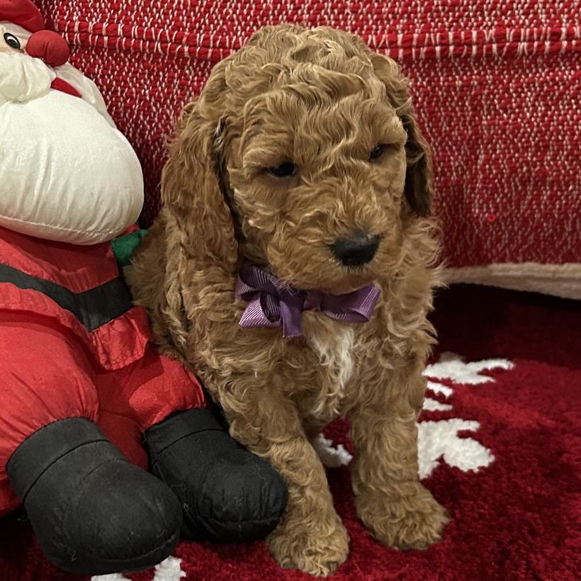 Bo, a dark tan curly coat Goldendoodle puppy boy from Ellie Mae and Snickerdoodle's litter, sitting beside a stuffed Santa on a red snowflake rug wearing a purple ribbon