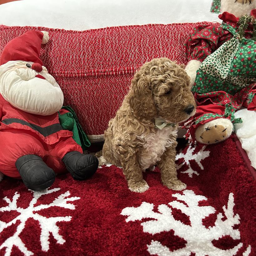Boots, a tan curly coat Goldendoodle puppy boy with white socks and a white chest from Ellie Mae and Snickerdoodle's litter, sitting on a red snowflake rug beside a stuffed Santa wearing a green bow tie