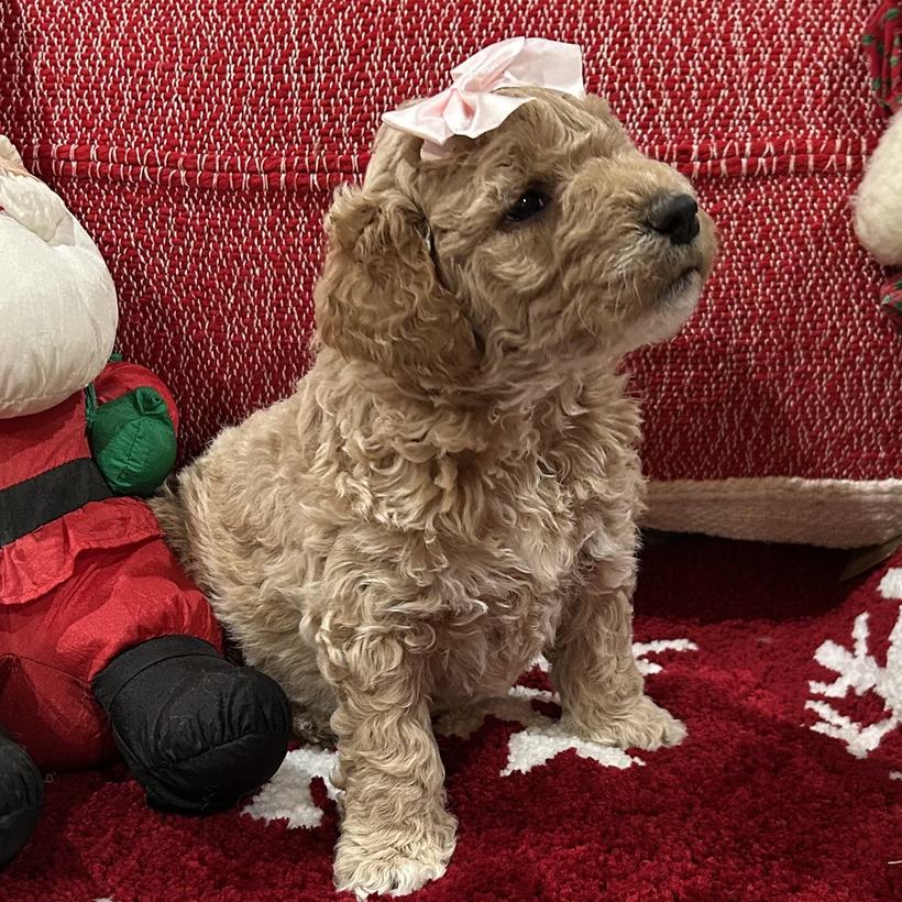 Chantilly, a light tan curly coat Goldendoodle puppy girl from Ellie Mae and Snickerdoodle's litter, sitting beside a stuffed Santa on a red snowflake rug wearing a pink bow