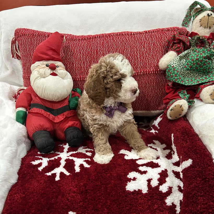 Charlie, a petite frosted red tuxedo Goldendoodle puppy boy with a wavy to loose curl coat and a purple bow tie, from Lady and Koda's litter, sitting on a red snowflake rug beside a stuffed Santa