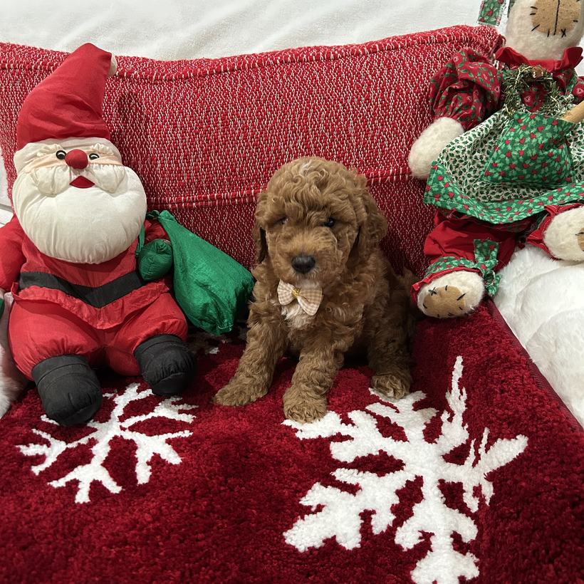Chocolate Chip, a petite dark red Goldendoodle puppy boy with a curly coat and a plaid bow tie, from Lady and Koda's litter, sitting on a red snowflake rug beside a stuffed Santa