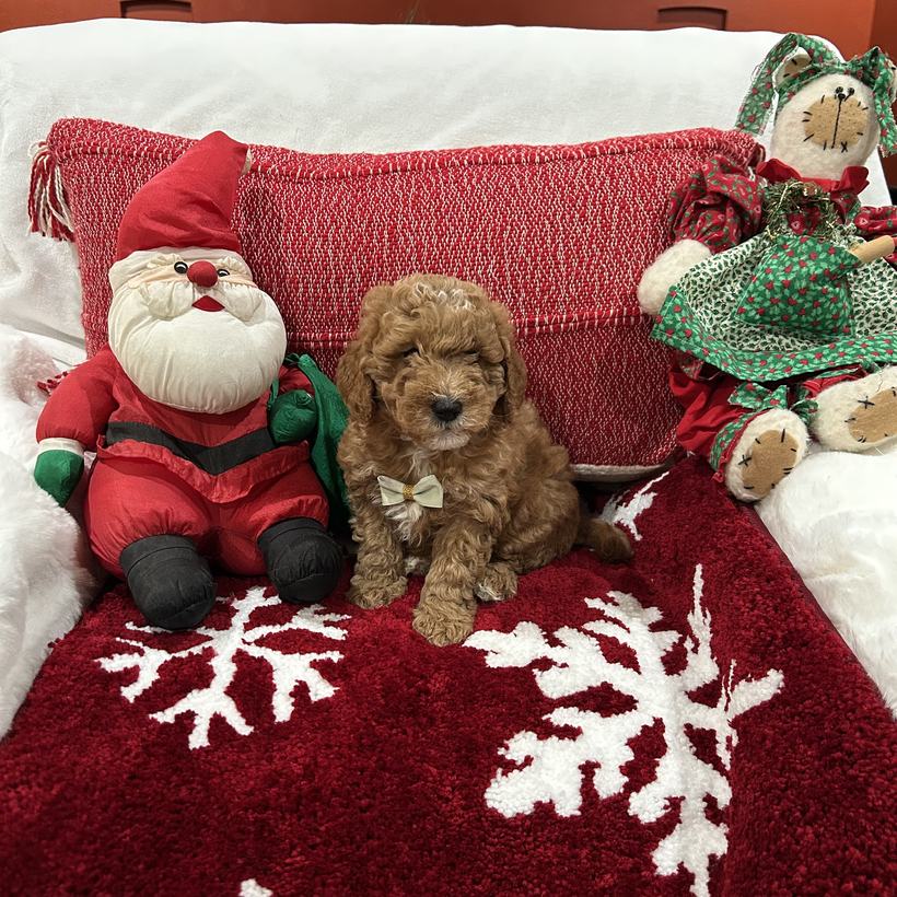 Coco, a petite red Goldendoodle puppy boy with a wavy coat and a cream bow tie, from Lady and Koda's litter, sitting on a red snowflake rug beside a stuffed Santa