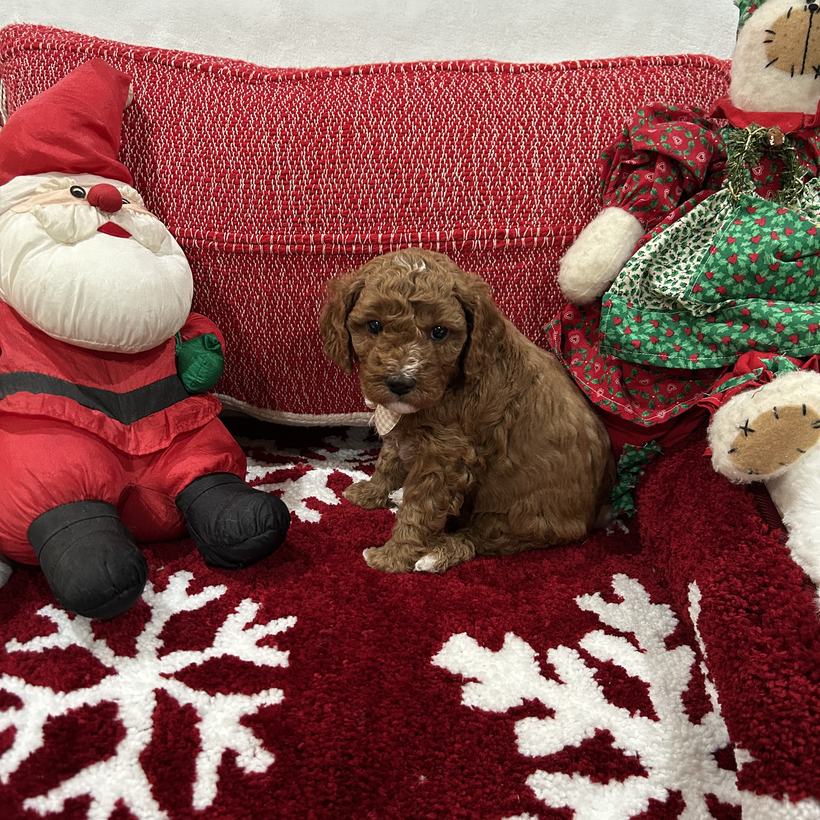 Cooper, a petite red Goldendoodle puppy boy with a curly coat, from Brandi and Koda's litter, sitting on a red snowflake rug beside a stuffed Santa