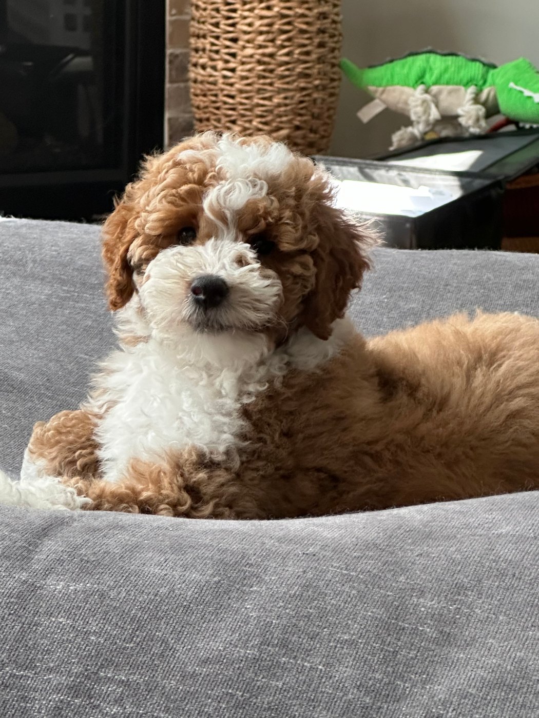Red and white tuxedo Goldendoodle puppy relaxing on a couch in Ohio