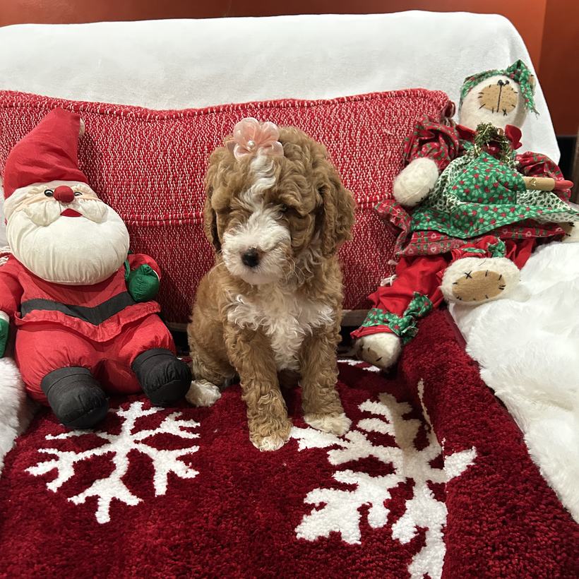 Emmalene, a petite red tuxedo Goldendoodle puppy girl with a wavy to loose curly coat and a pink bow, from Lady and Koda's litter, sitting on a red snowflake rug beside a stuffed Santa