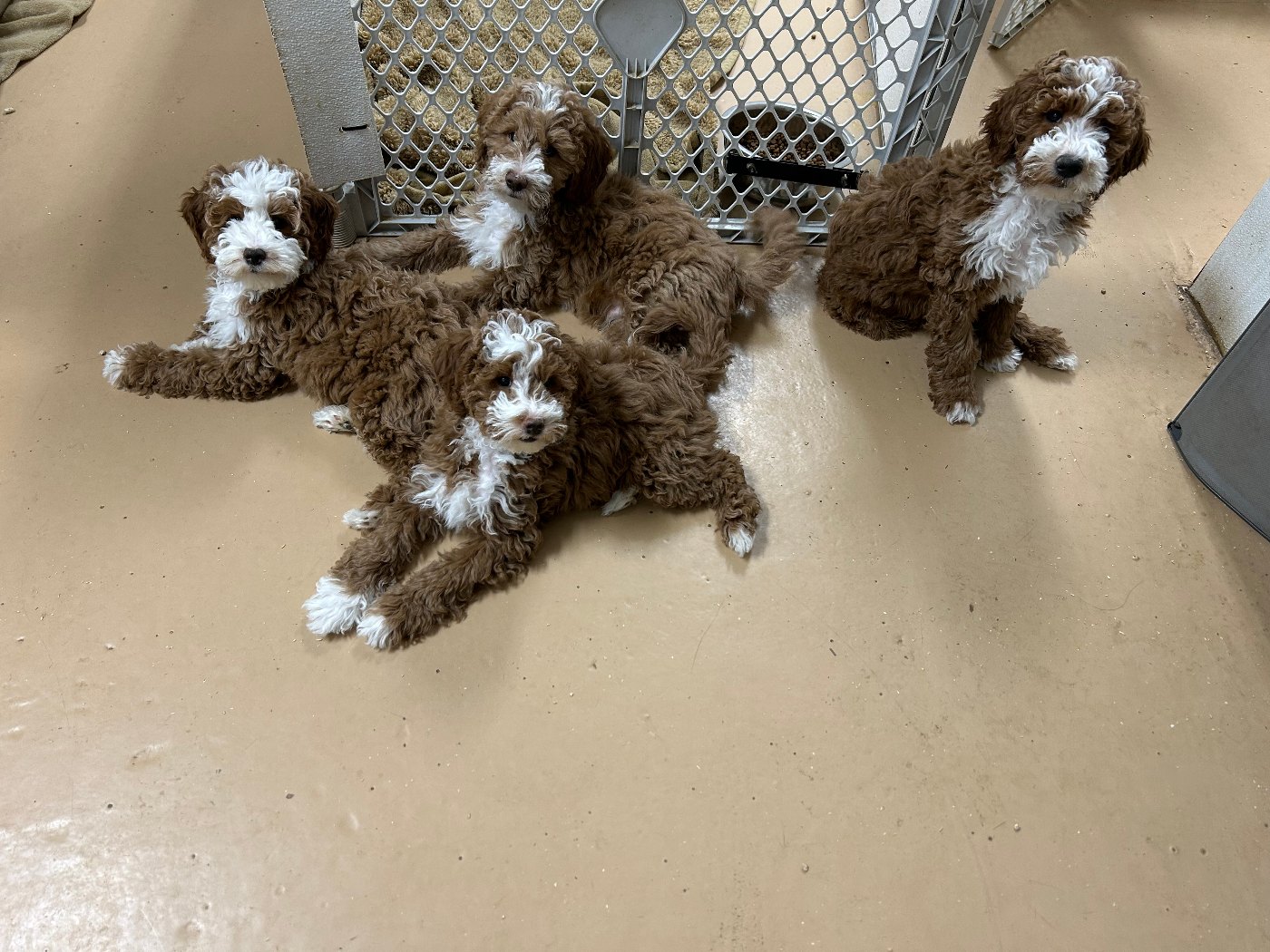 Litter of red and white tuxedo Goldendoodle puppies