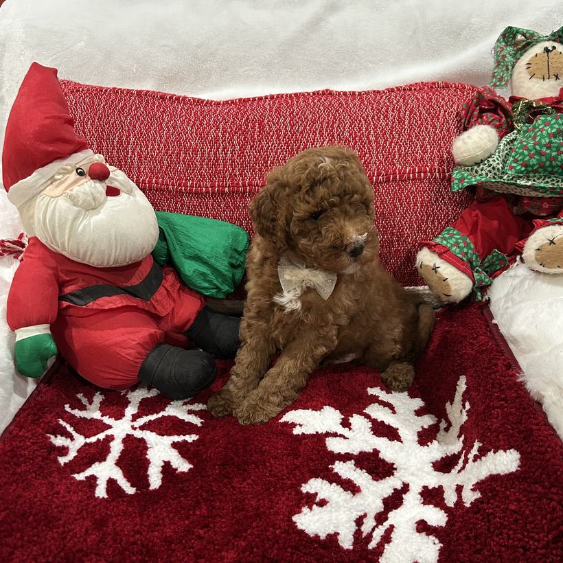 Hershey Kiss, a petite dark red Goldendoodle puppy boy with a curly coat and a cream bow tie, from Lady and Koda's litter, sitting on a red snowflake rug beside a stuffed Santa