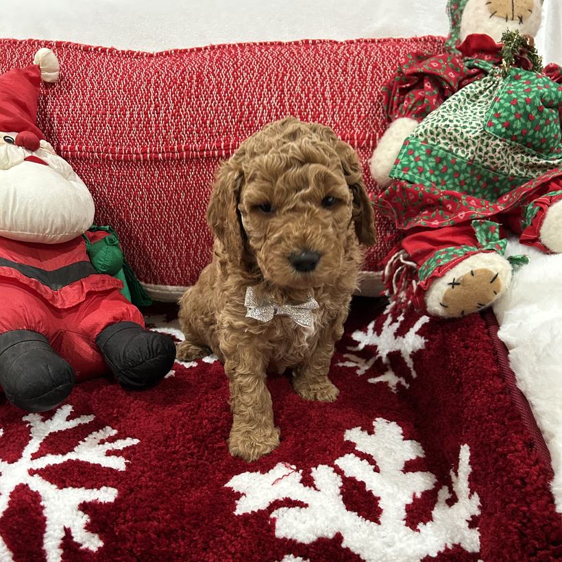 Jim Dandy, a dark tan curly coat Goldendoodle puppy boy from Ellie Mae and Snickerdoodle's litter, sitting on a red snowflake rug beside a stuffed Santa wearing a cream bow tie