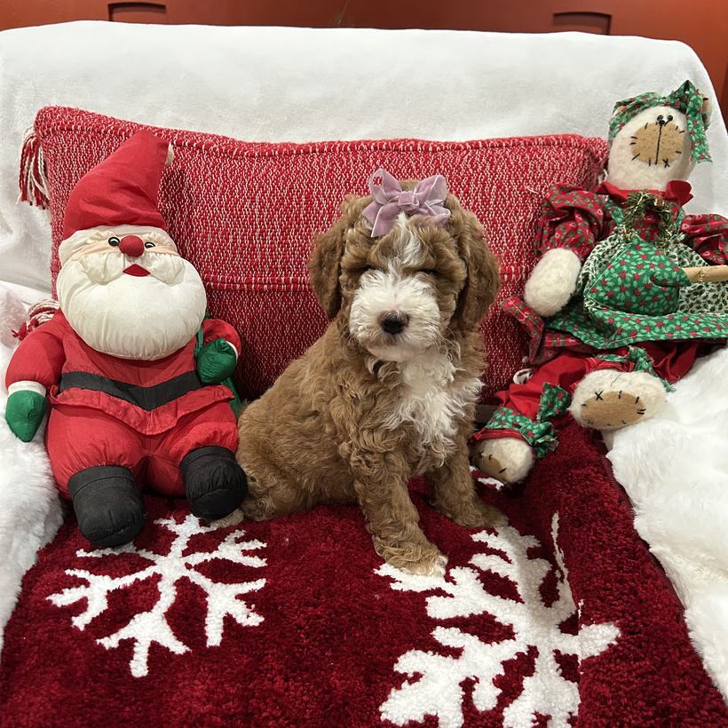 Junebug, a petite red tuxedo Goldendoodle puppy girl with a curly coat and a lavender bow, from Lady and Koda's litter, sitting on a red snowflake rug beside a stuffed Santa