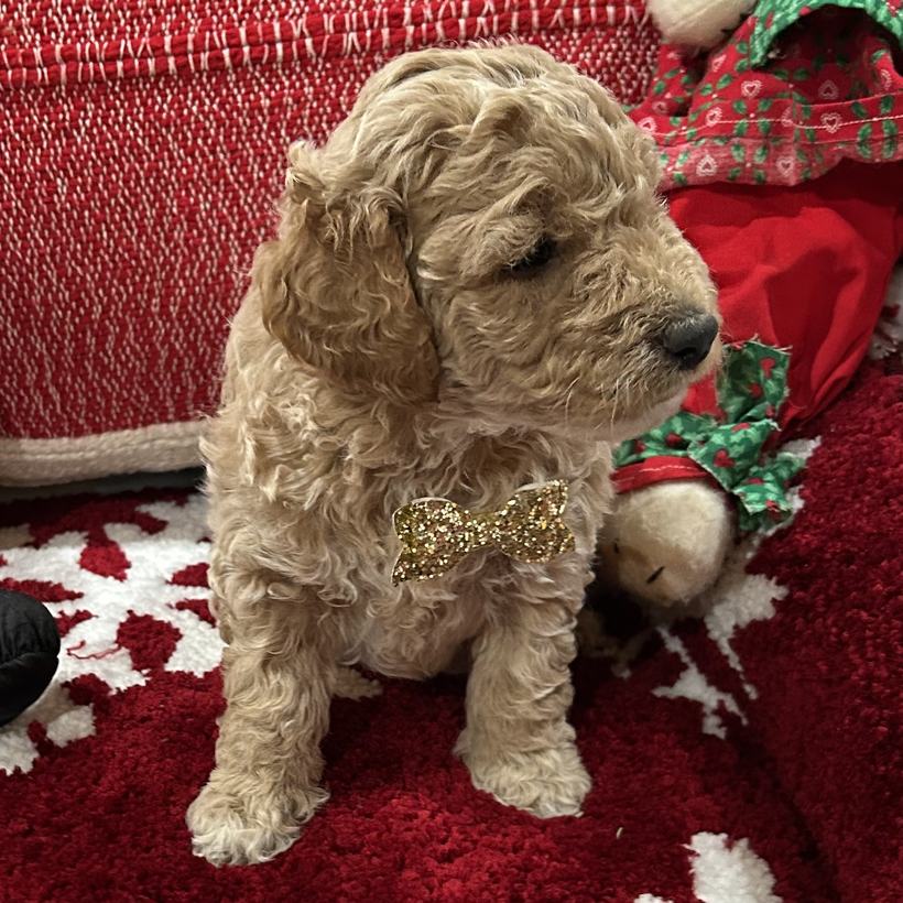 Lil Squirt, a light tan curly coat Goldendoodle puppy boy from Ellie Mae and Snickerdoodle's litter, sitting on a red snowflake rug wearing a gold glitter bow