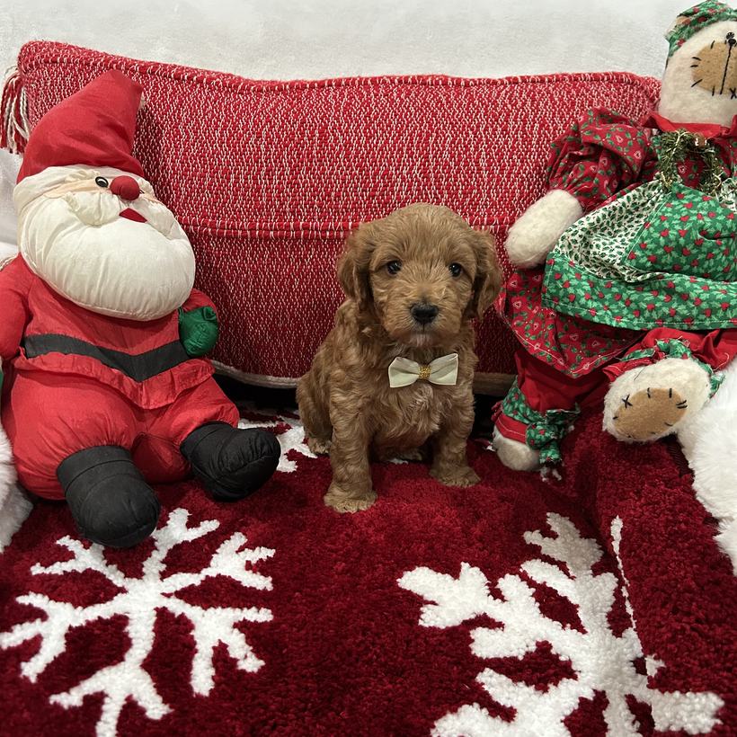 Luca, a petite red Goldendoodle puppy boy with a smooth coat and a cream bow tie, from Brandi and Koda's litter, sitting on a red snowflake rug beside a stuffed Santa