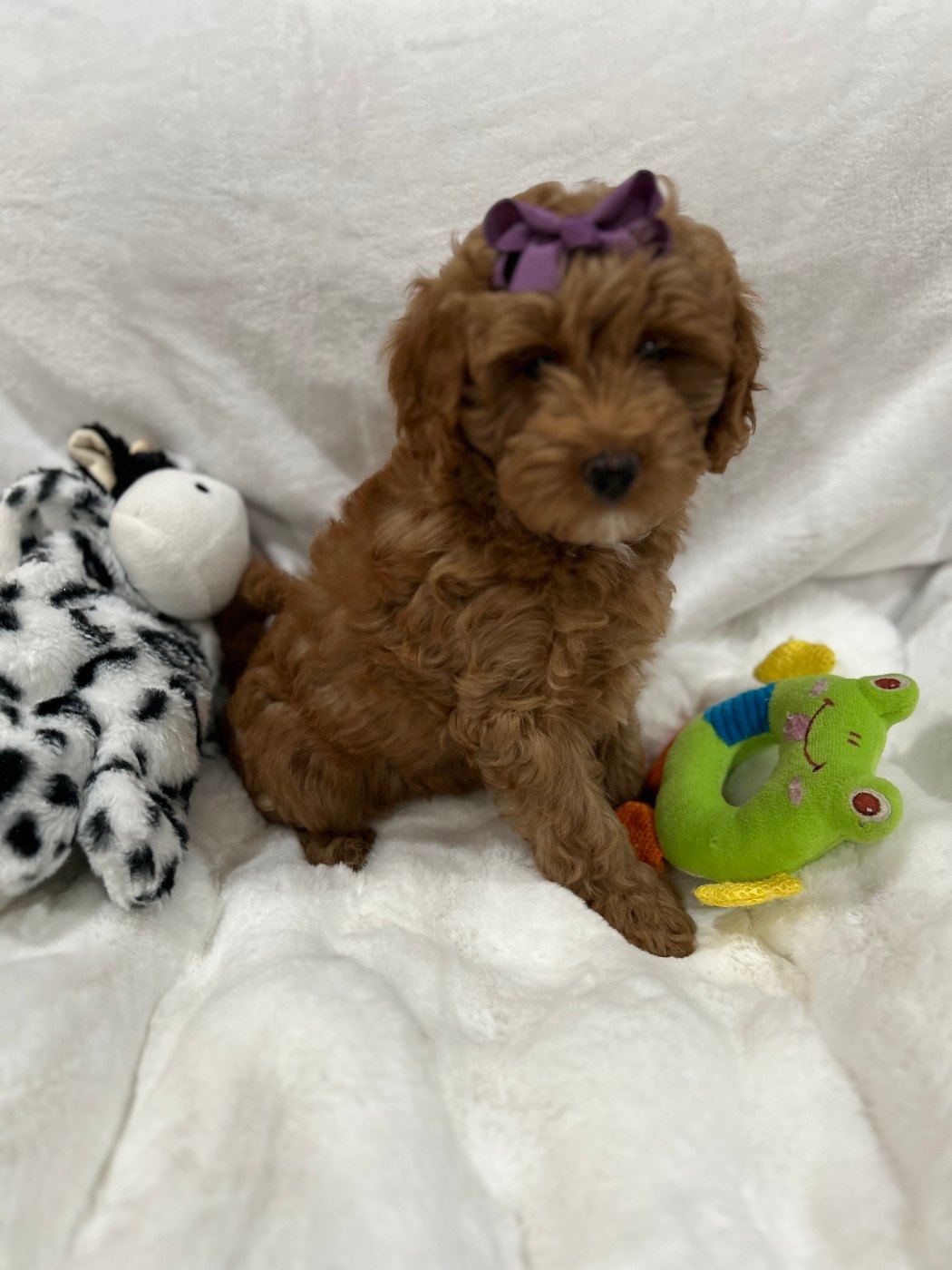 Red Goldendoodle puppy with a mauve bow