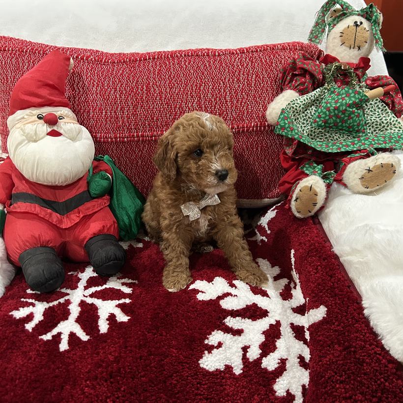 Mocha, a petite red Goldendoodle puppy boy with a wavy coat and a white bow tie, from Lady and Koda's litter, sitting on a red snowflake rug beside a stuffed Santa