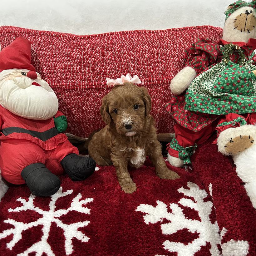 Muffin, a petite red Goldendoodle puppy girl with a smooth coat and a pink bow, from Brandi and Koda's litter, sitting on a red snowflake rug beside a stuffed Santa