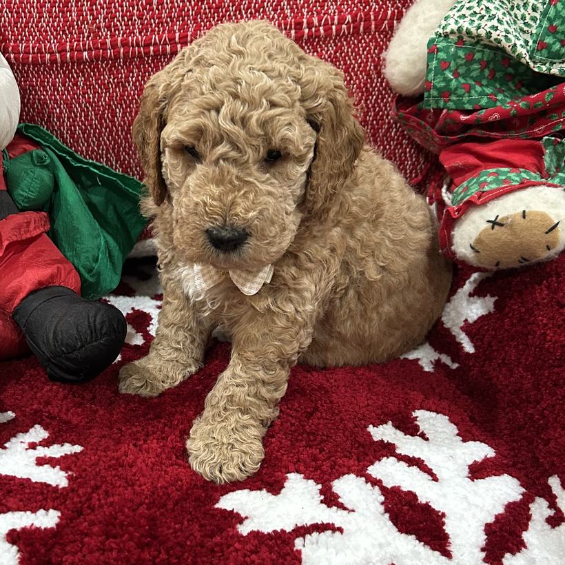 Peanut Butter, a tan curly coat Goldendoodle puppy boy from Ellie Mae and Snickerdoodle's litter, sitting on a red snowflake rug beside a stuffed Santa