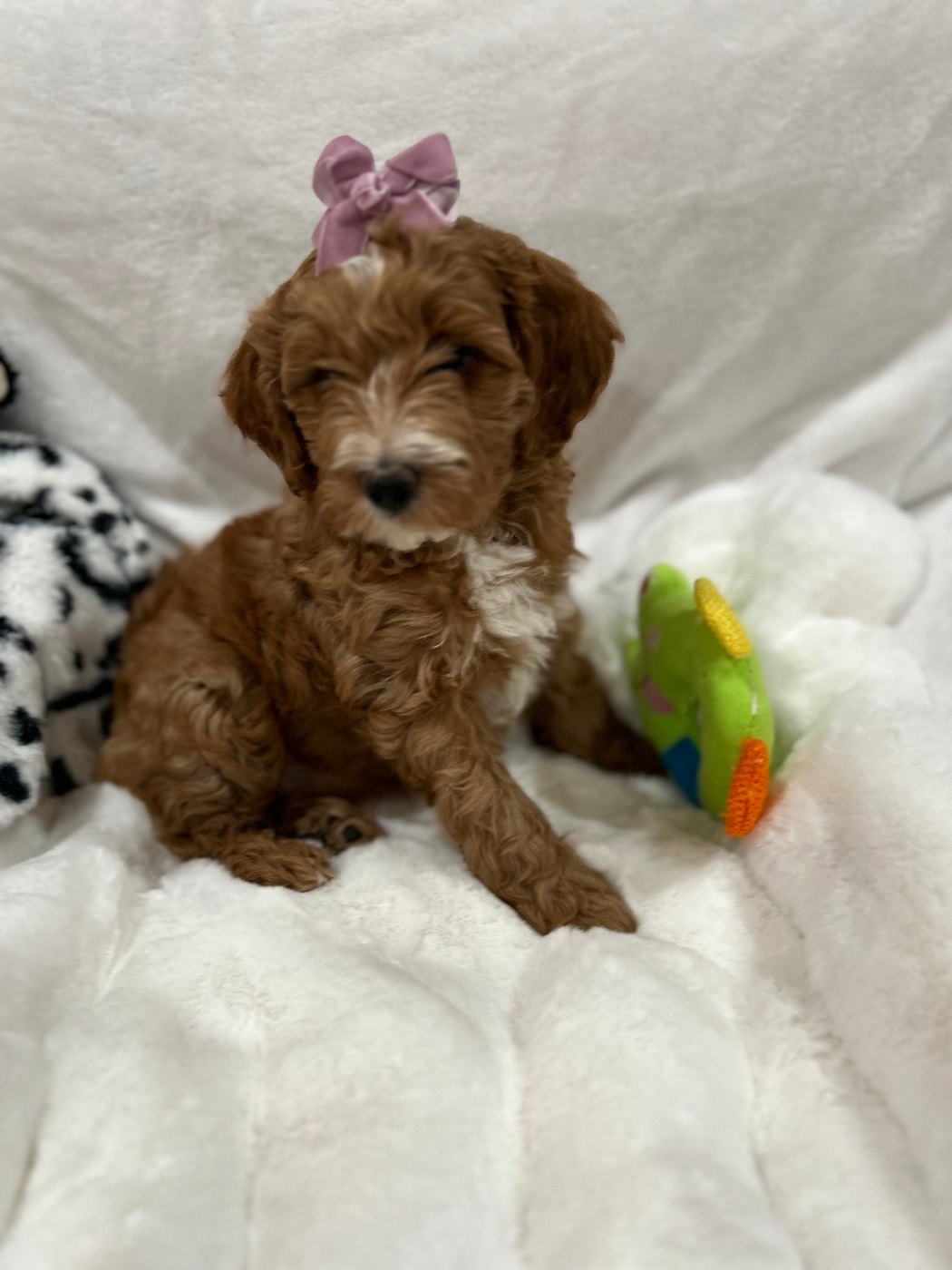 Red Goldendoodle puppy with a pink glitter bow