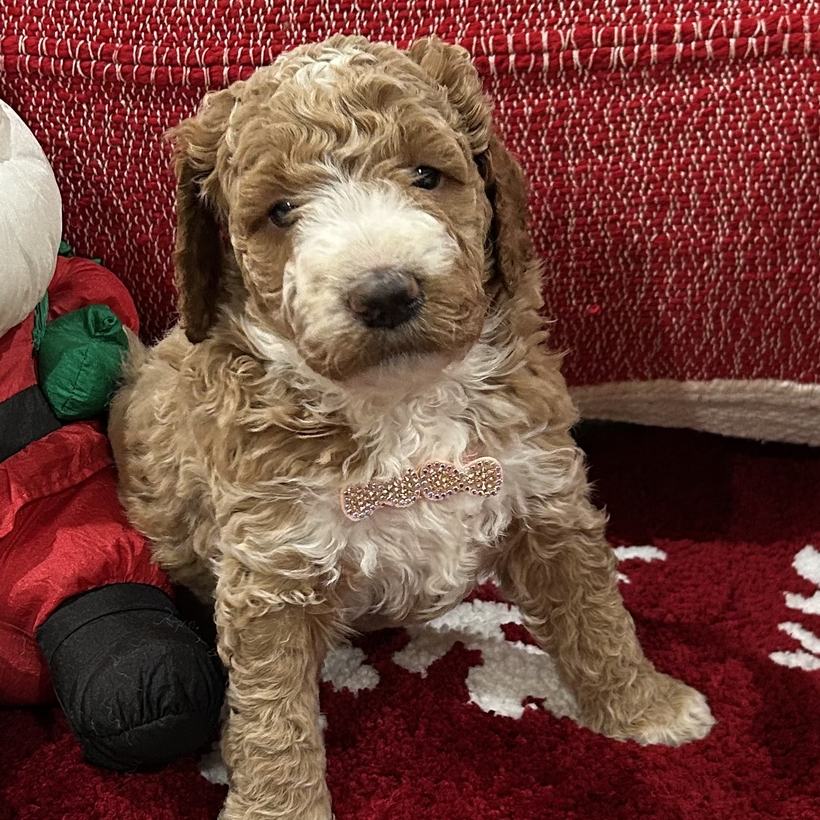 Prince Charming, an abstract red tuxedo curly coat Goldendoodle puppy boy from Ellie Mae and Snickerdoodle's litter, sitting beside a stuffed Santa on a red snowflake rug wearing a sparkly bow