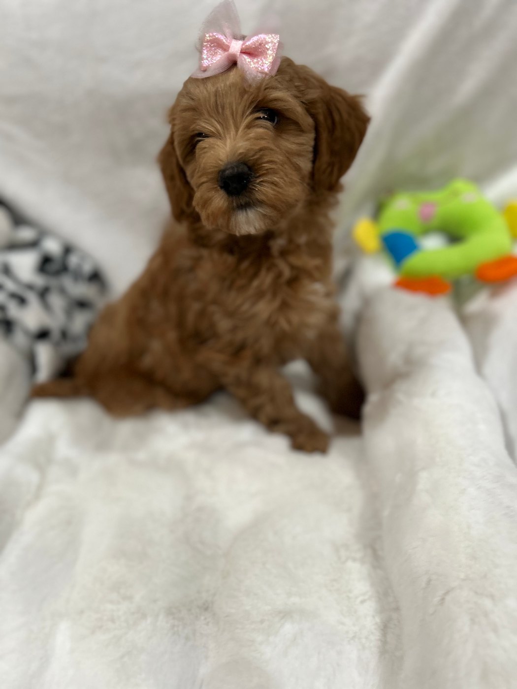 Red Goldendoodle puppy with a purple bow beside plush toys