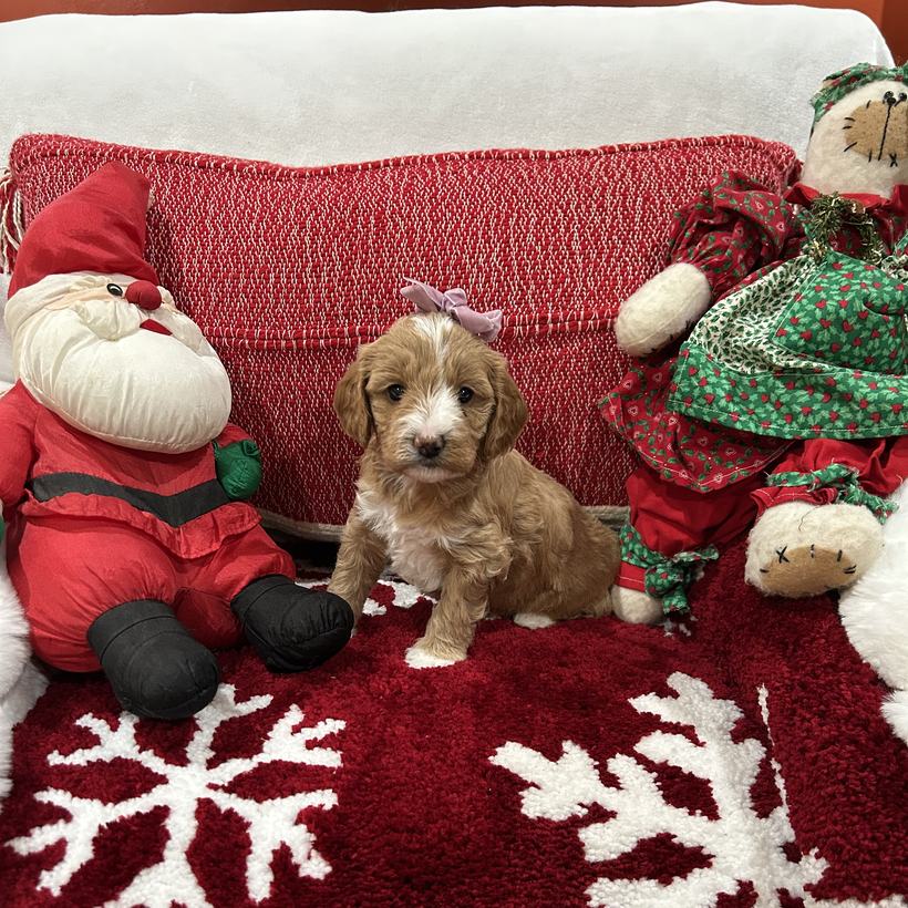 Sadie, a tan tuxedo Goldendoodle puppy girl with a smooth coat and a lavender bow, from Brandi and Koda's litter, sitting on a red snowflake rug beside a stuffed Santa