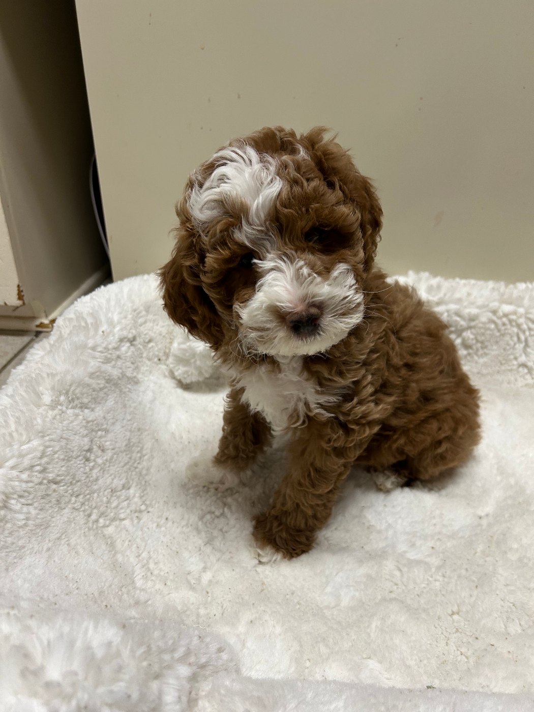 Red tuxedo Goldendoodle puppy with a white blaze