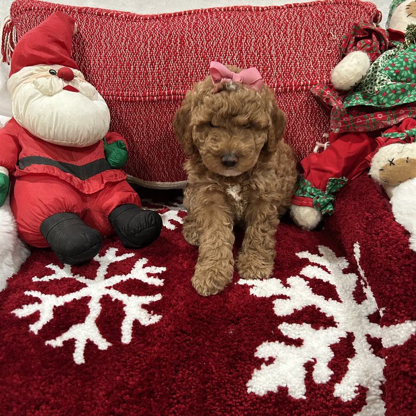 Star, a petite red Goldendoodle puppy girl with a wavy to loose curly coat and a pink bow, from Lady and Koda's litter, sitting on a red snowflake rug beside a stuffed Santa