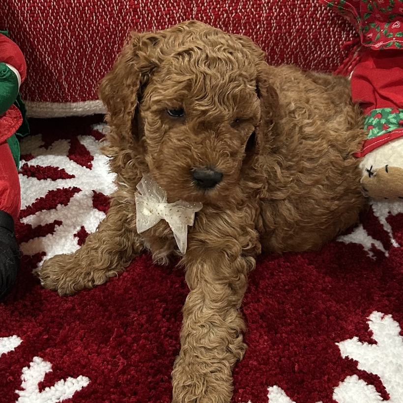 Teddy, a dark red curly coat Goldendoodle puppy boy from Ellie Mae and Snickerdoodle's litter, lying on a red snowflake rug wearing a white bow