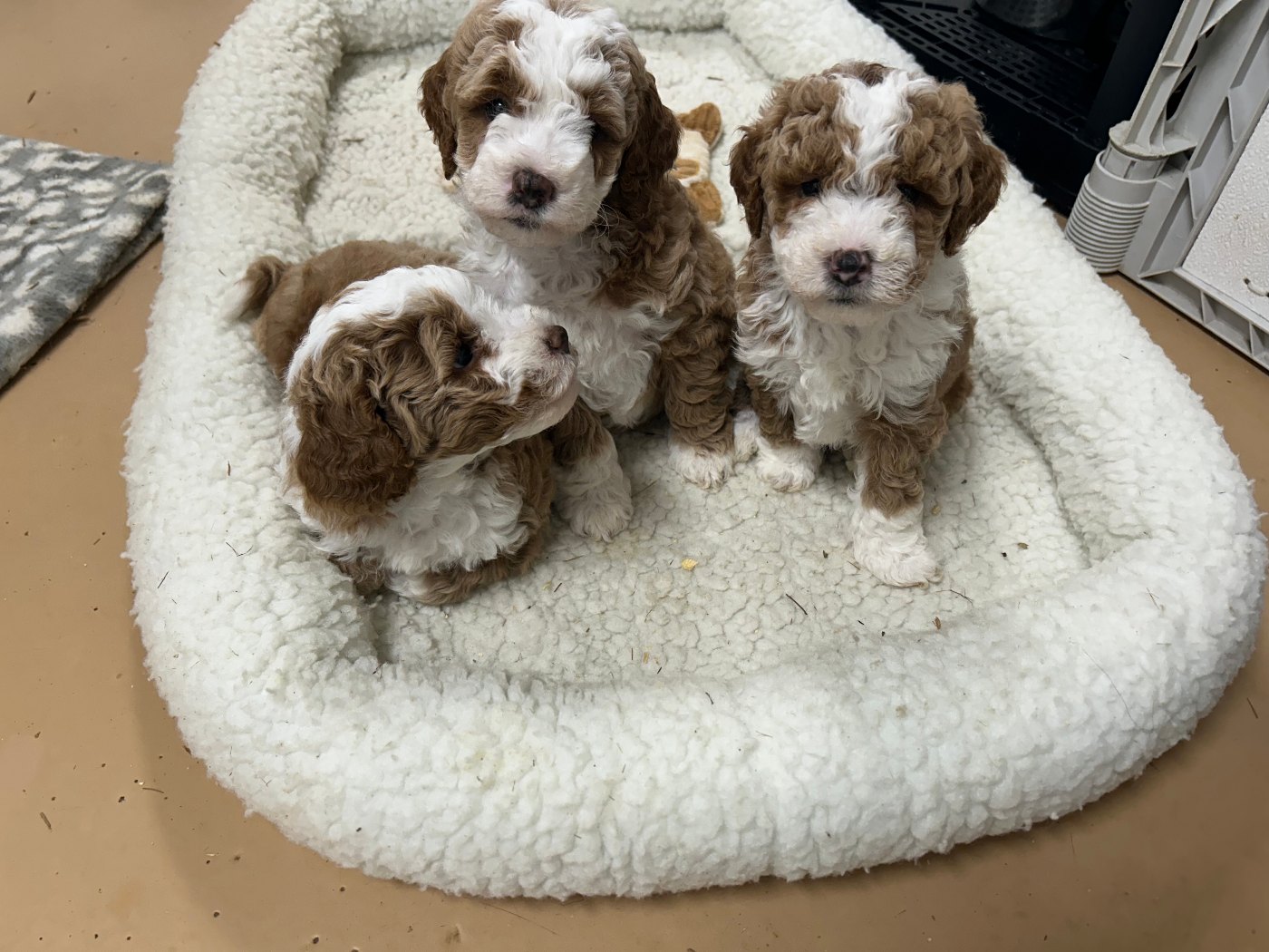 Three red tuxedo Goldendoodle puppies on a fleece bed