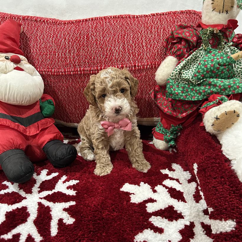 Twinkie, a frosted red tuxedo Goldendoodle puppy boy with a wavy to loose curly coat and a pink bow tie, from Brandi and Koda's litter, sitting on a red snowflake rug beside a stuffed Santa
