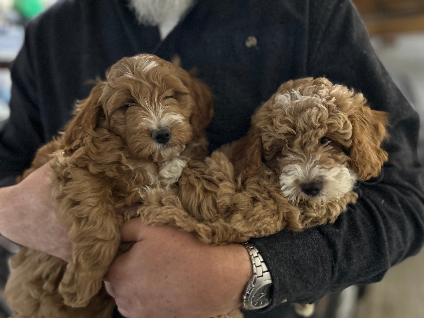 Two red Goldendoodle puppies being held