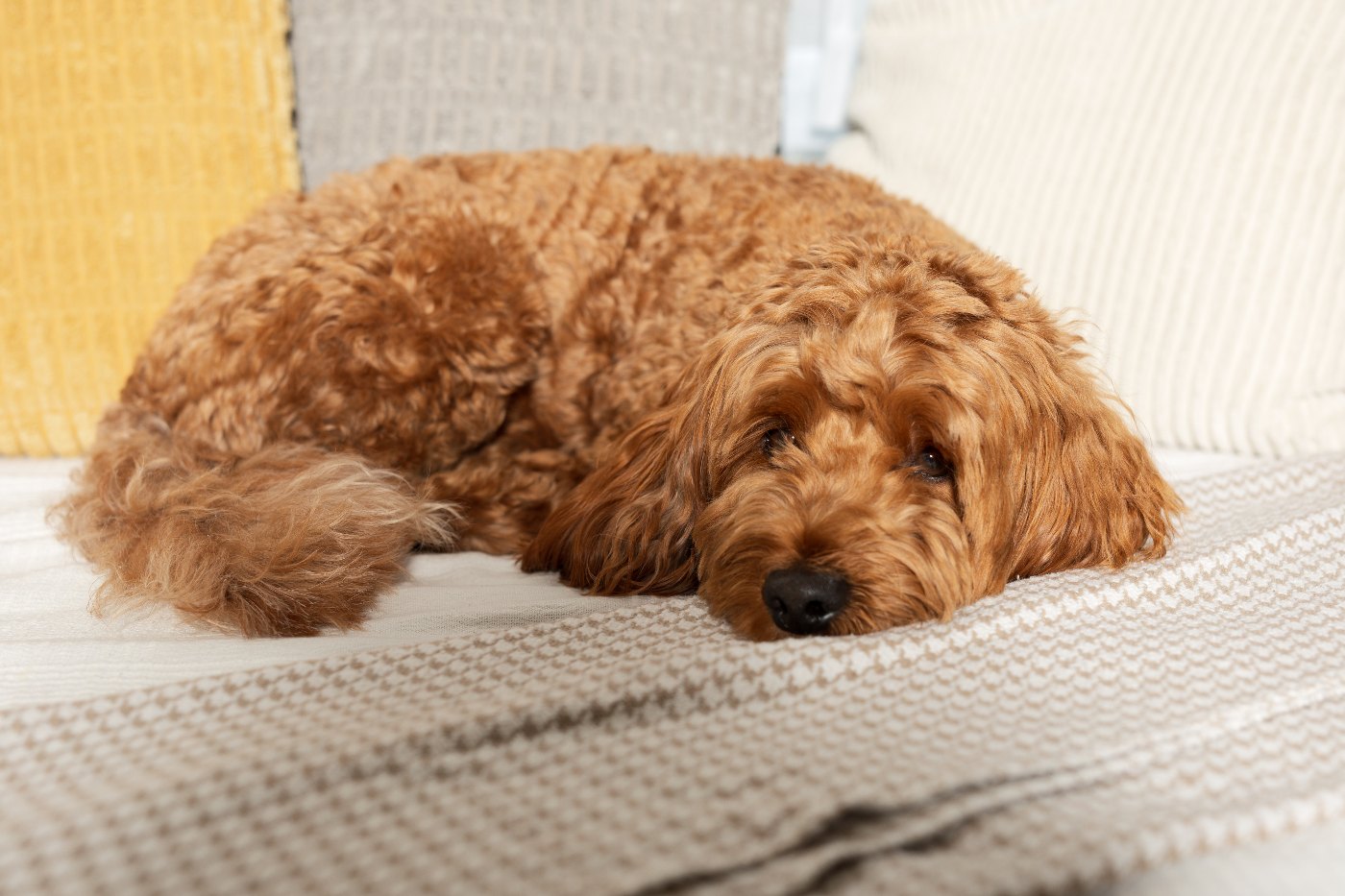 Red Goldendoodle resting at home
