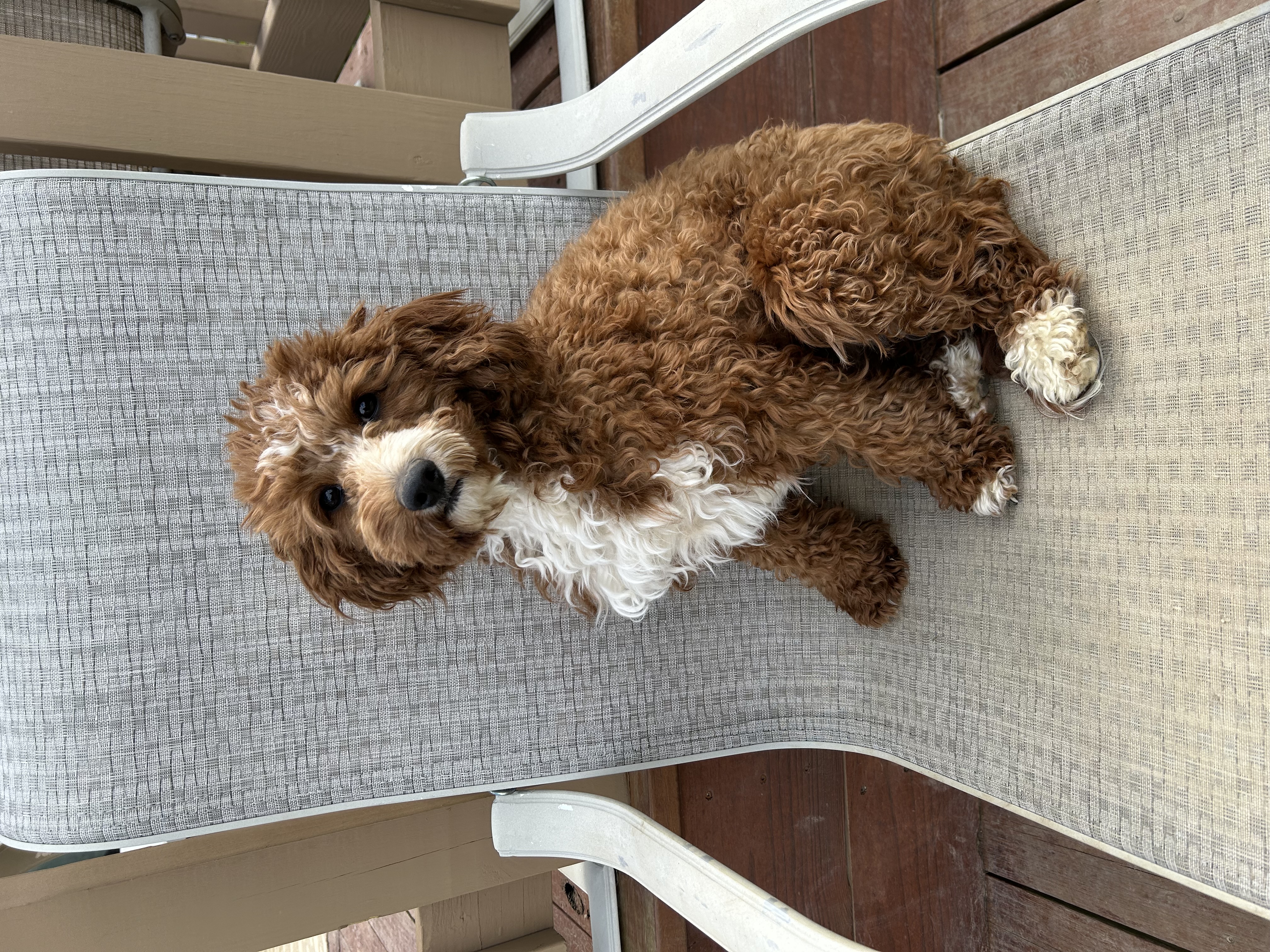 Brandi, red tuxedo small mini Goldendoodle dam in Ohio