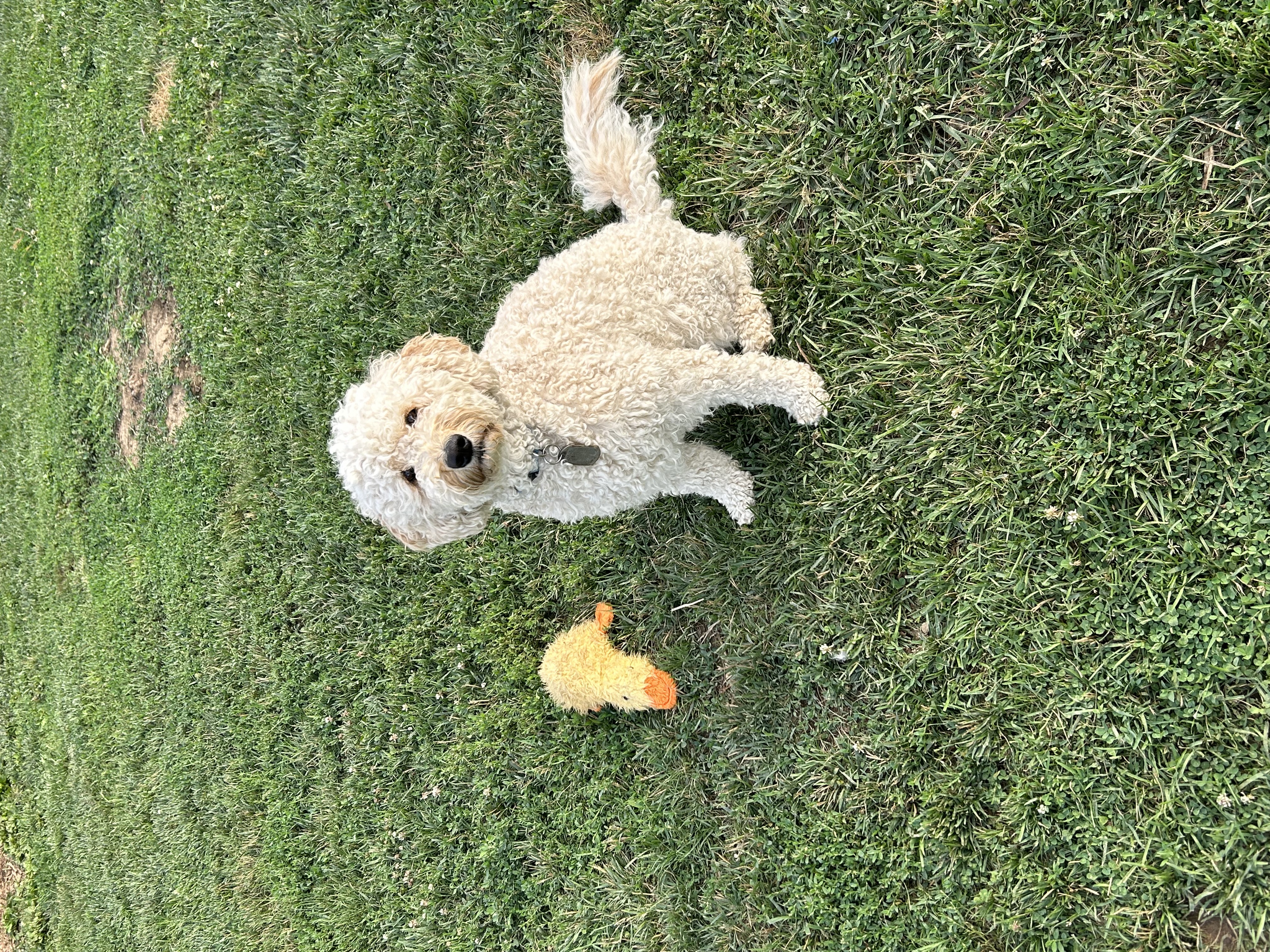 Ellie Mae, cream and light apricot curly mini Goldendoodle dam in Ohio