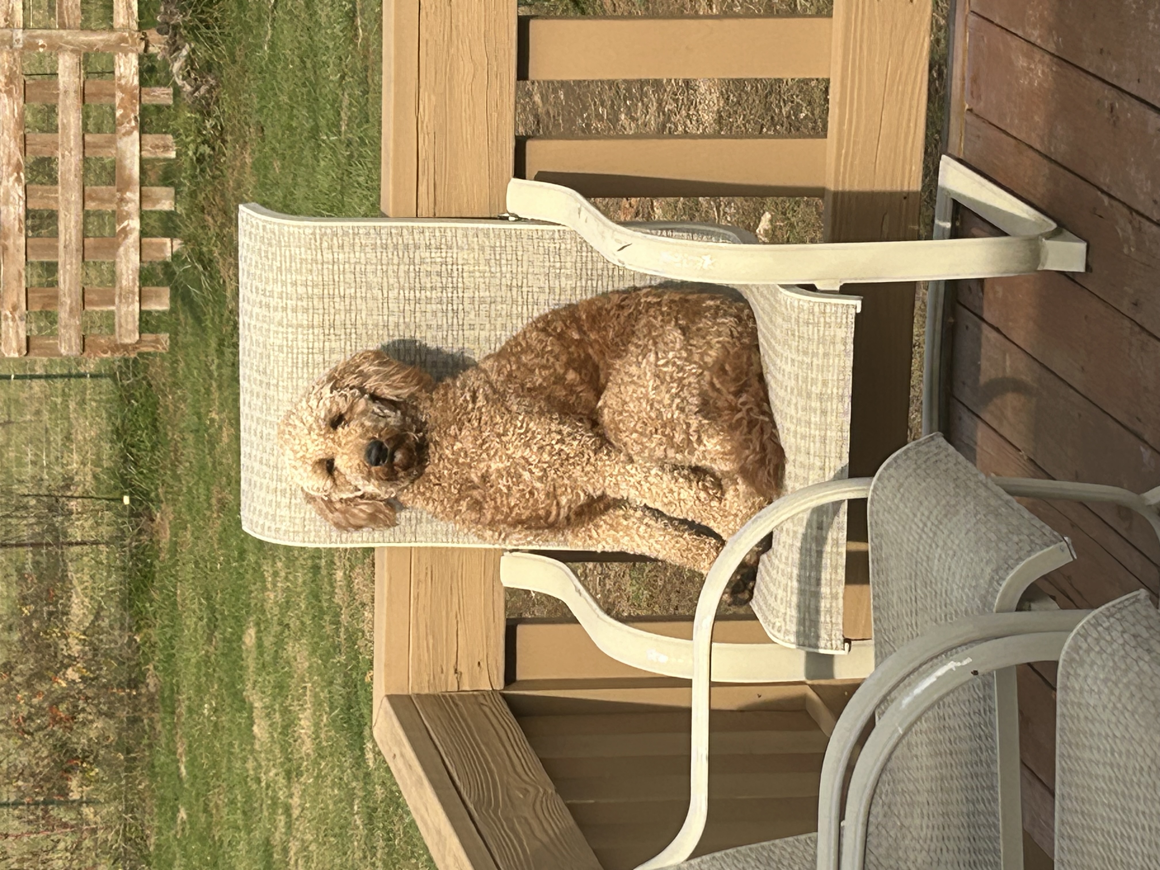 Ginger, deep apricot and cream curly mini Goldendoodle dam in Ohio
