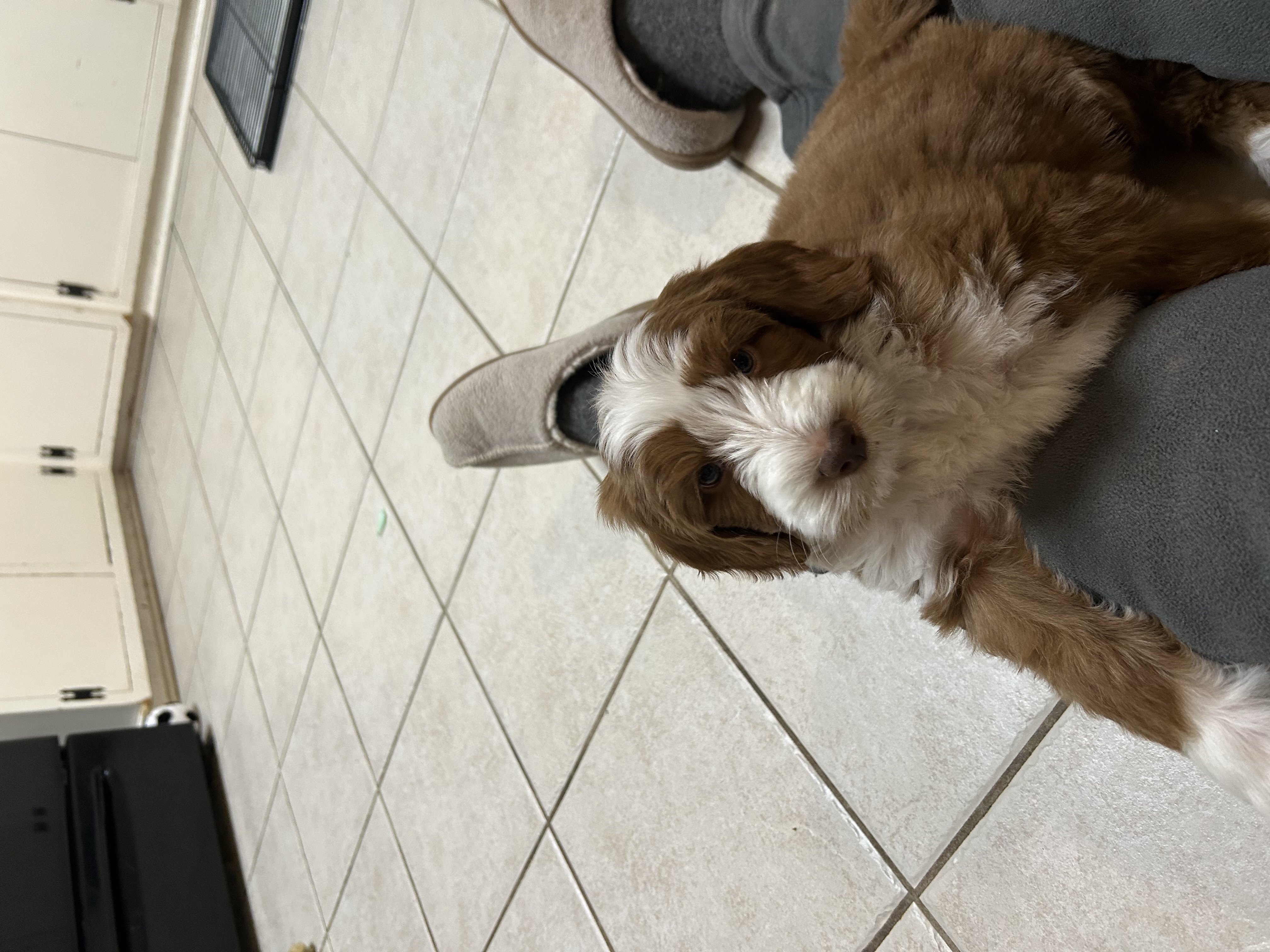 Holly, young red tuxedo mini Goldendoodle dam in Ohio