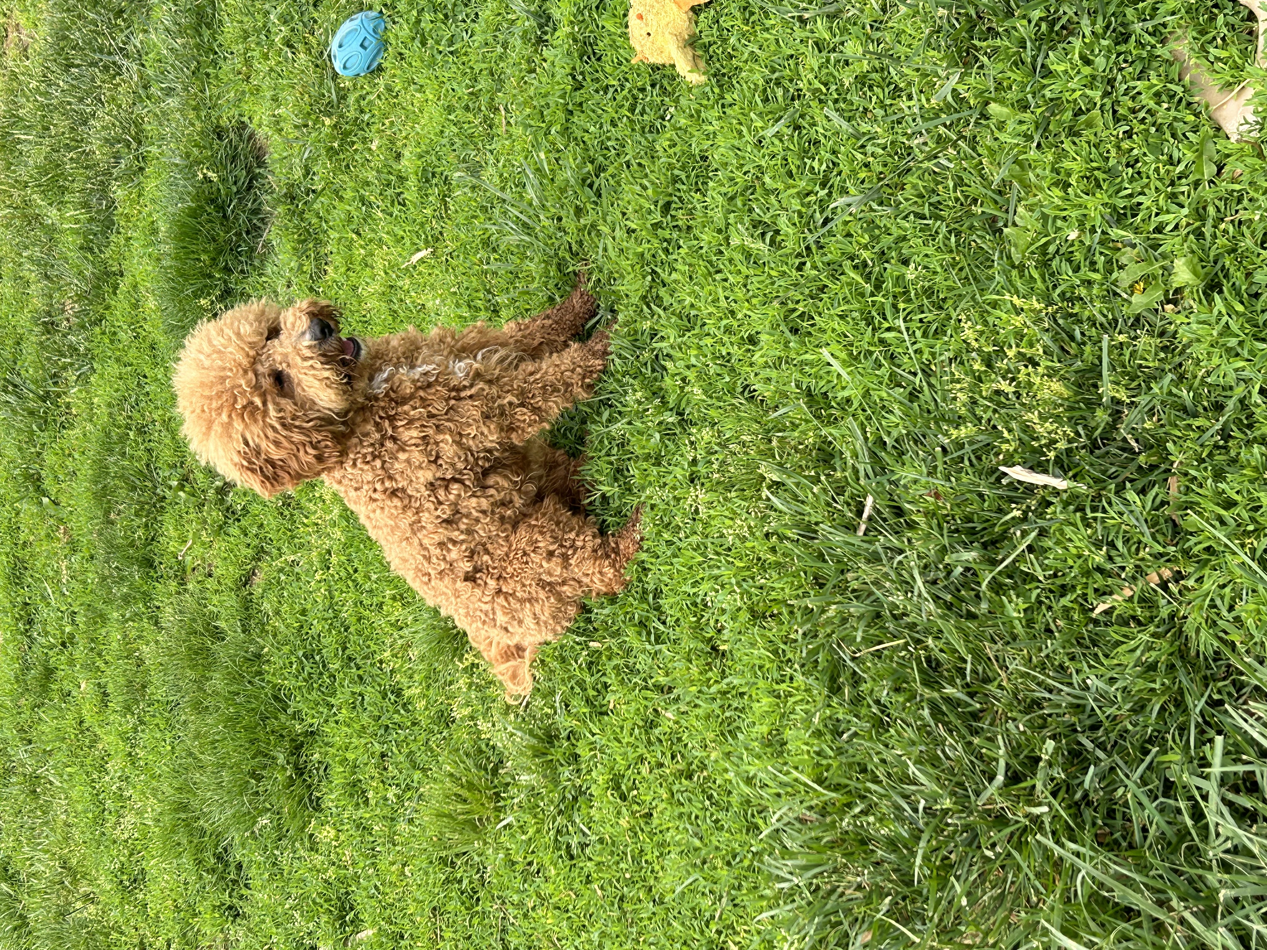Koda, petite red tuxedo Goldendoodle stud in Ohio