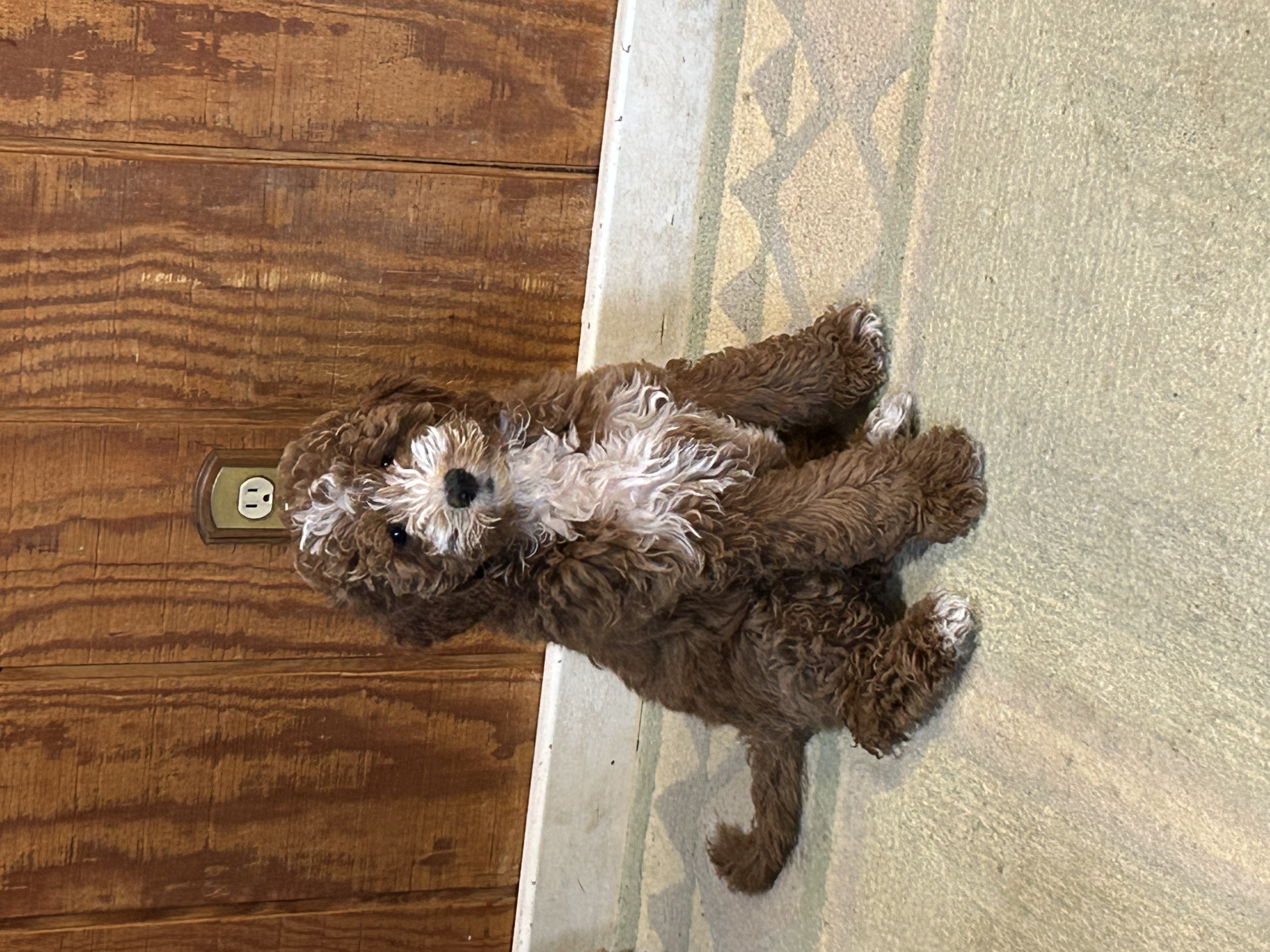 Lady, rare red tuxedo ragdoll mini Goldendoodle dam in Ohio