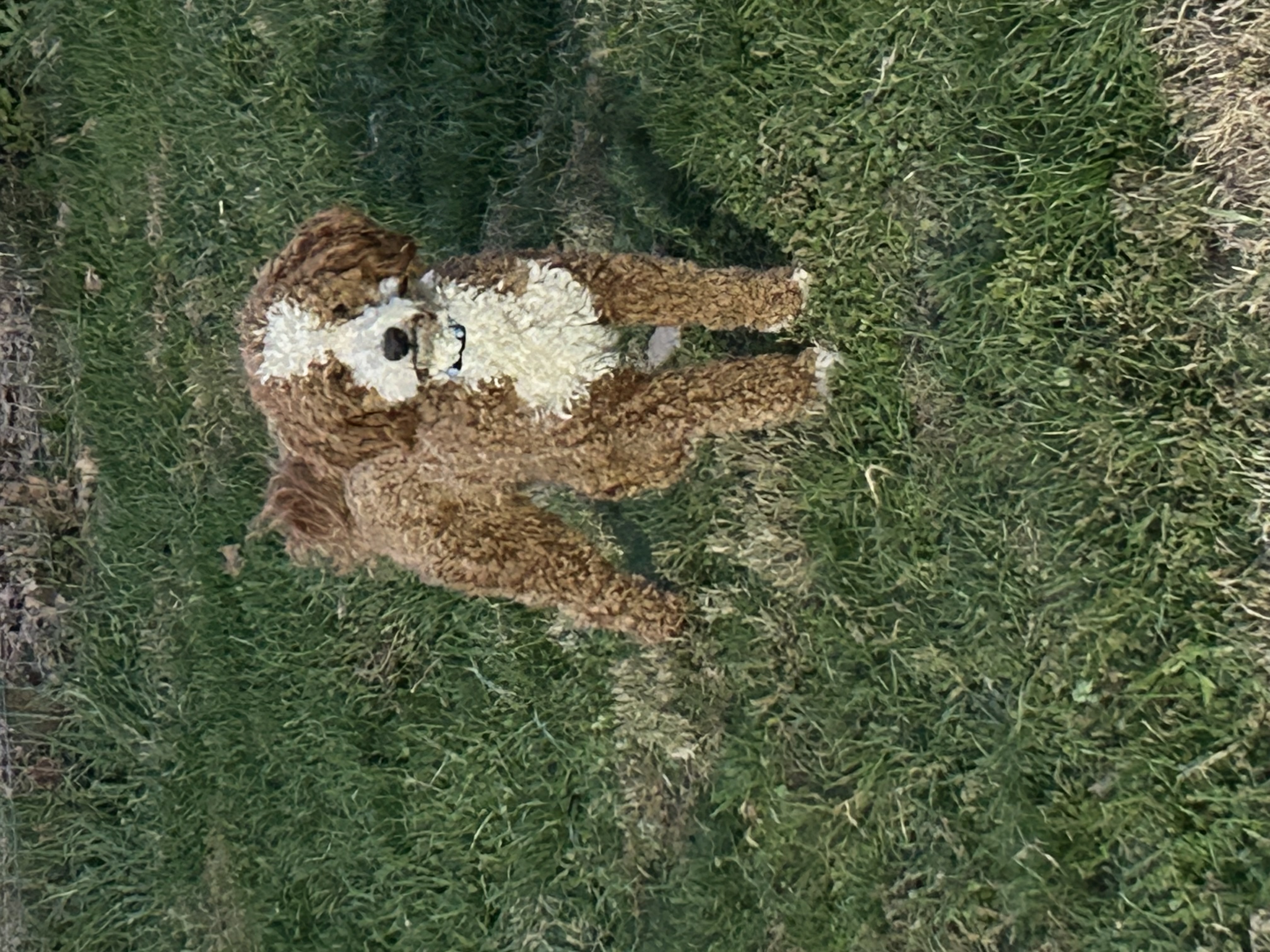 Nicholas, rare red tuxedo petite Goldendoodle stud in Ohio