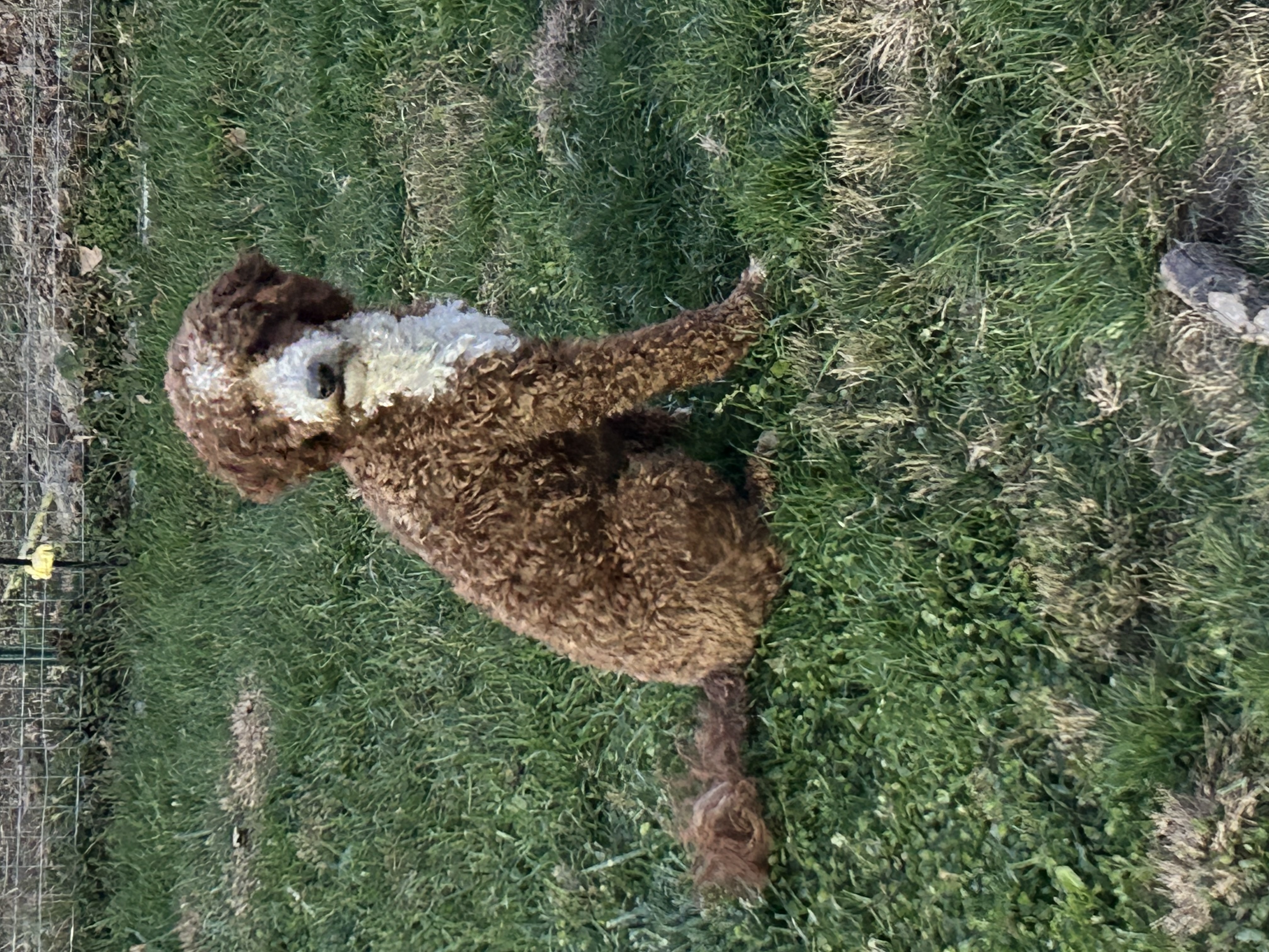 Snickerdoodle, rare ragdoll red tuxedo mini Goldendoodle stud in Ohio