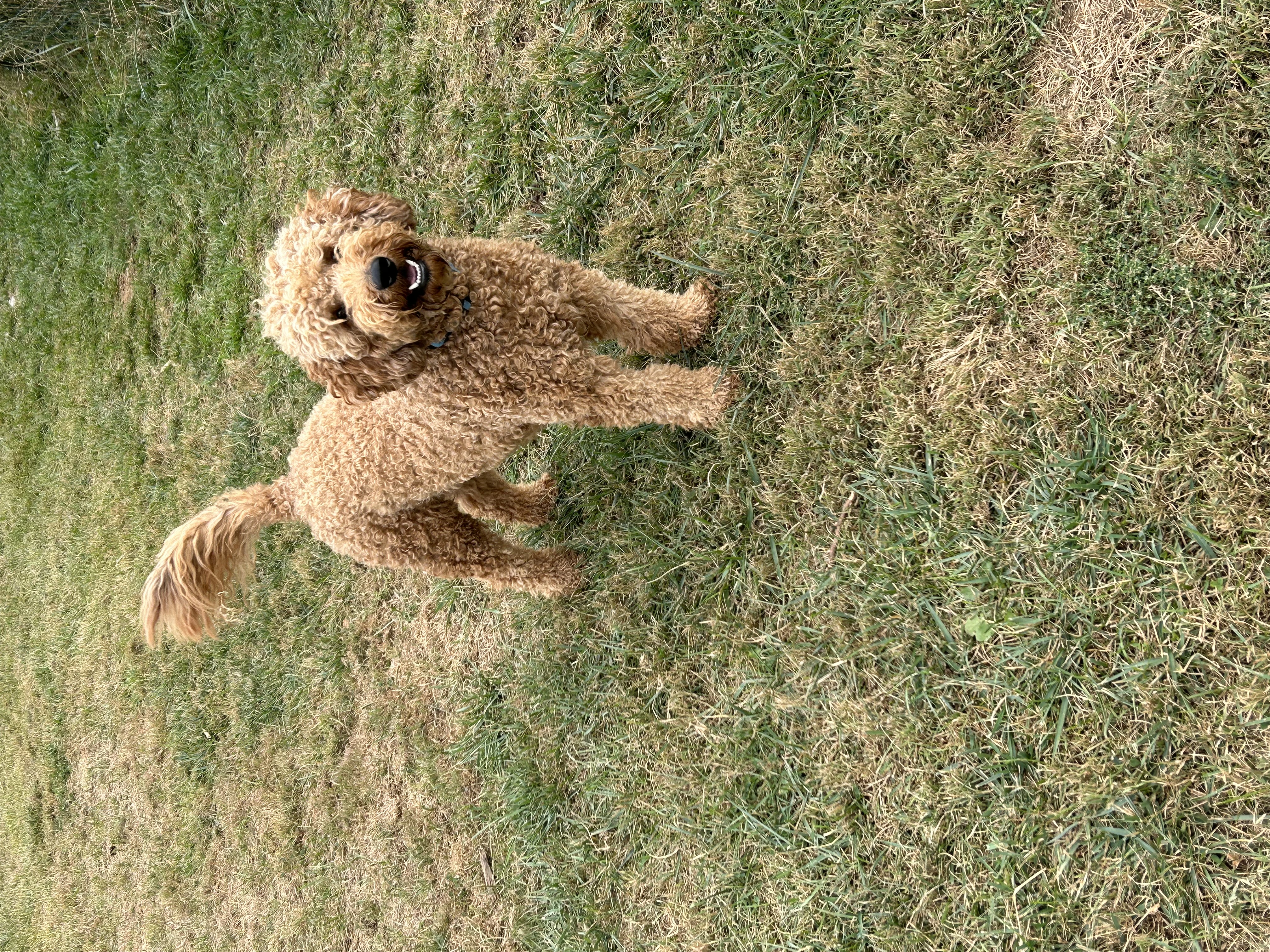 Teddy, red tight-waved mini Goldendoodle stud in Ohio